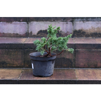 Jałowiec chiński Shimpaku - Juniperus chinensis 0087