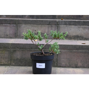 Jalowiec łuskowy Holger - Juniperus squamata