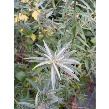 Rokitnik zwyczajny-Hippophae rhamnoides