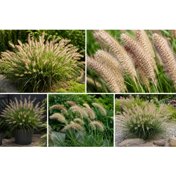Rozplenica japońska  Cassian - Pennisetum alopecuroides