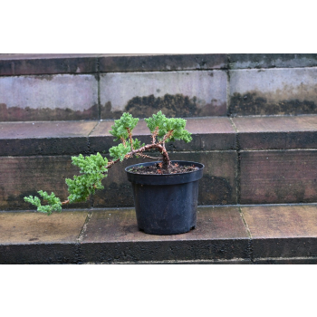 Jałowiec rozesłany Nana - Juniperus procumbens 0024