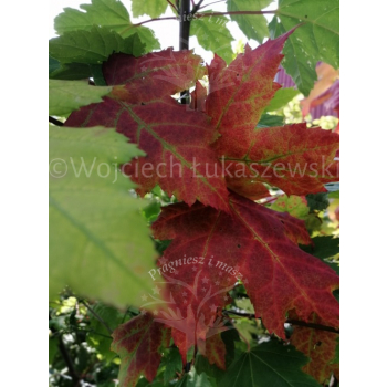 Klon czerwony - Acer rubrum