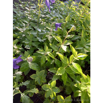 Platykodon niebieski-Platycodon grandiflorus