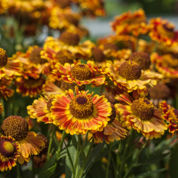 Dzielżan ogrodowy Mariachi Fuego - Helenium x hybridum