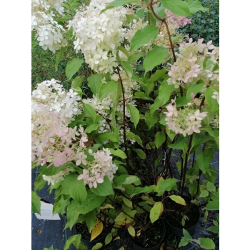 Hortensja bukietowa Grandiflora-Hydrangea paniculata
