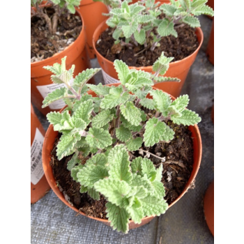 Kocimiętka Faassena Six Hill`s Giant - Nepeta faassenii