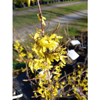 Forsycja pośrednia Spectabilis-Forsythia x intermedia