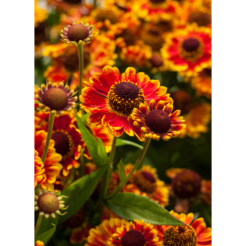 Dzielżan ogrodowy Mariachi Fuego - Helenium x hybridum