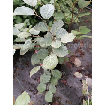 Fotergilla mieszańcowa Blue Shadow-Fothergilla x intermedia