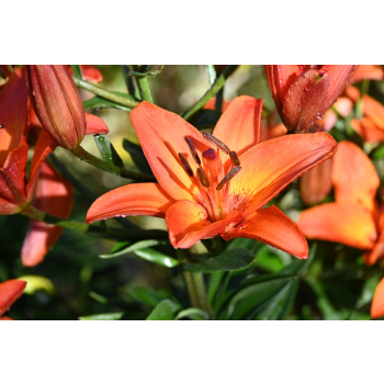 Lilia azjatycka Abbeville`s Pride - Lilium asiatic