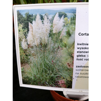 Trawa pampasowa White Feather - Cortaderia selloana