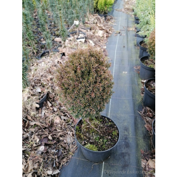 Żywotnik zachodni Teddy - Thuja occidentalis