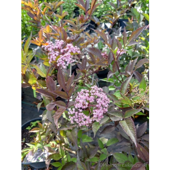 Bez czarny Black Beauty-Sambucus nigra