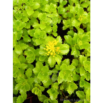 Rozchodnik kaukaski-Sedum spurium