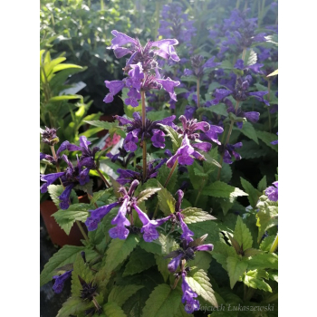 Kocimiętka żyłkowa Neptune - Nepeta nervosa