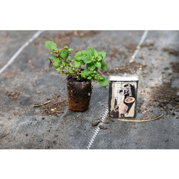 Oregano Dingle Fairy - Origanum vulgare