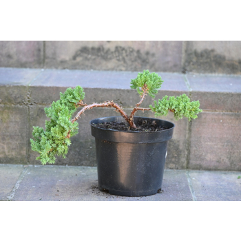 Jałowiec rozesłany Nana - Juniperus procumbens 0019