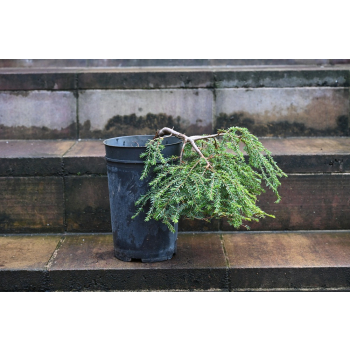 Choina kanadyjska Cole's Prostrate -Tsuga canadensis 0009