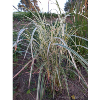 Miskant chiński Variegatus-Miscanthus sinensis