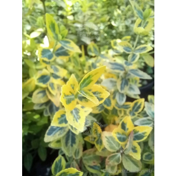 Trzmielina Emerald`n Gold-Euonymus fortunei