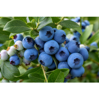 Borówka Sapphire - Vaccinium