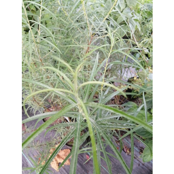 Wierzba płożąca Rosmarnifolia - Salix repens