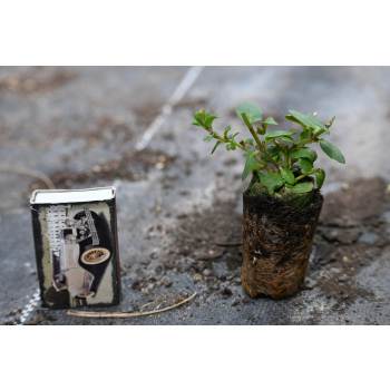 Oregano Kent Beauty - Origanum rotundifolium