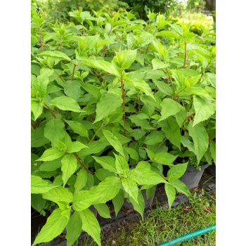 Hortensja bukietowa Mega Pearl-Hydrangea paniculata