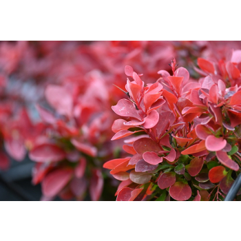 Berberys Thunberga Ruby Star - Berberis thunbergii
