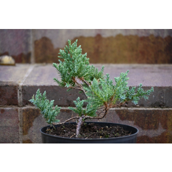 Jalowiec łuskowy Holger - Juniperus squamata 0005