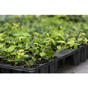Barwinek pospolity Alba - Vinca minor