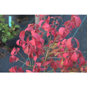Trzmielina oskrzydlona Rudy Haag-Euonymus alatus