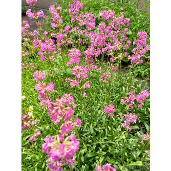 Firletka smółka-Lychnis viscaria