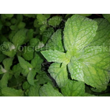 Mięta ogrodowa-Mentha