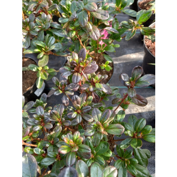 Azalia japońska - Azalea japonica