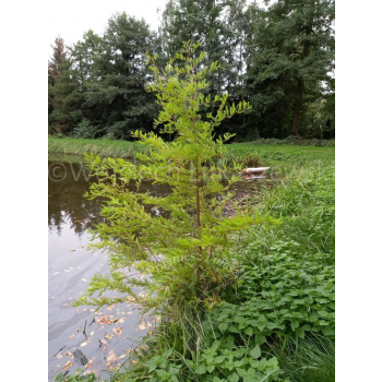 Cypryśnik błotny-Taxodium distichum
