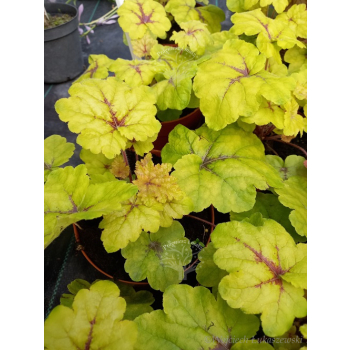 Żuraweczka-Heucherella Catching Fire
