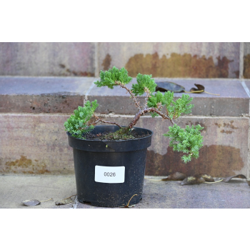 Jałowiec rozesłany Nana - Juniperus procumbens 0026