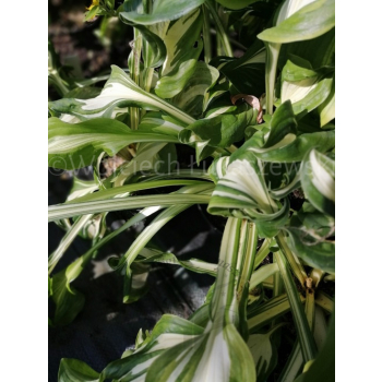 Funkia falista-Hosta