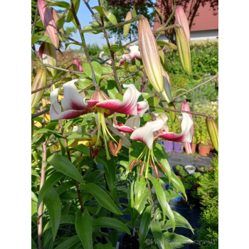Lilia drzewiasta Flashpoint-Lilium oriental