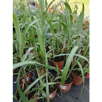 Miskant chiński Memory - Miscanthus sinensis