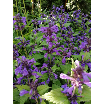 Kocimiętka żyłkowa Neptune - Nepeta nervosa