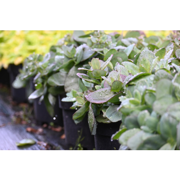 Rozchodnik ogrodowy Globe Yellow - Sedum hybridum
