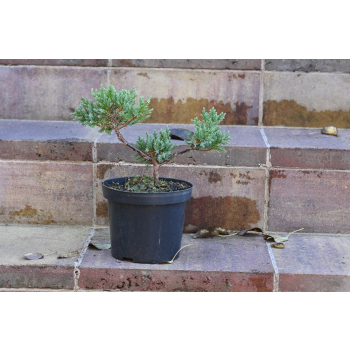 Jalowiec łuskowy Holger - Juniperus squamata 0006