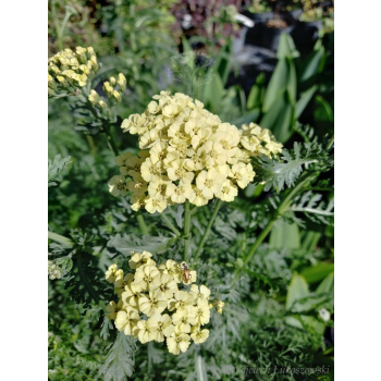 Krwawnik pospolity - Achillea millefolium Colorado