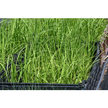 Trawa pampasowa - Cortaderia selloana