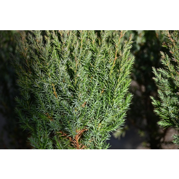 Jałowiec chiński Stricta - Juniperus chinensis