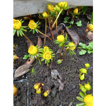 Rannik cylicyjski - Eranthis cilicica Rannik cylicyjski - Eranthis cilicica