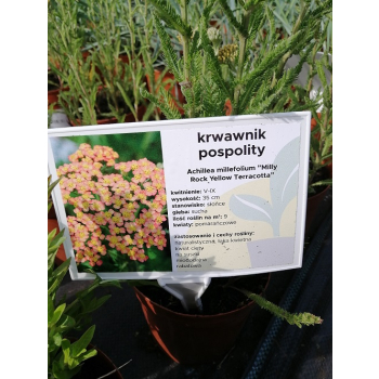 Krwawnik pospolity Milly Rock Yellow Terracotta - Achillea millefolium