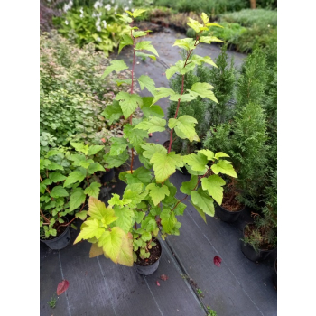 Pęcherznica kalinolistna Luteus-Physocarpus opulifolius